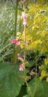 Libanesischer Salbei, Himbeersalbei - salvia viscosa frambois Schleswig-Holstein - Reinbek Vorschau