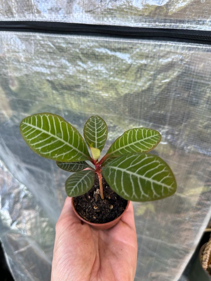 SPUCKPALME Euphorbia Leuconeura Madagaskarjuwel Zimmerpflanze RAR in Berlin