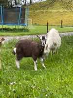 Handzahmer Thüringer Waldziegenbock (kastriert, hornlos) Freiburg im Breisgau - Hinterzarten Vorschau