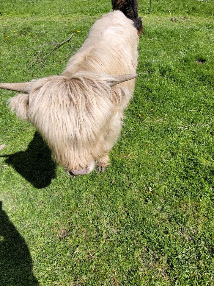 Highland Cattle,  Hochlandrind, Highlander in Lommatzsch