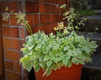 Weißbunter Giersch (Aegopodium podagraria 'variegata') Hessen - Biedenkopf Vorschau