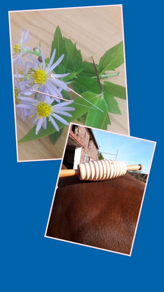 Akupunktur für Pferde in Nettetal