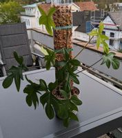 Philodendron Pedatum - 3 Pflanzen - Echter Moosstab Niedersachsen - Oldenburg Vorschau