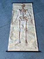 Anatomische Schulwandkarte Dr. te Neues 1951 - Skelett Bayern - Landsberg (Lech) Vorschau