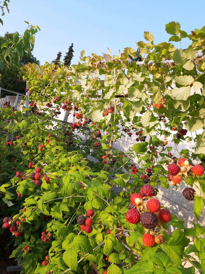 Schwarze Himbeeren Pflanze Glen Coe.  Bio. in Mannheim