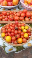 Tomaten-, Gurken-, Paprika-, Zucchinipflanzen Dithmarschen - Brunsbuettel Vorschau