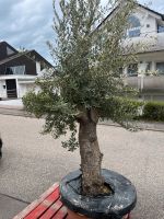 Olivenbaum im Bowl ca. 2 Meter mit dickem geraden Stamm Baden-Württemberg - Wimsheim Vorschau