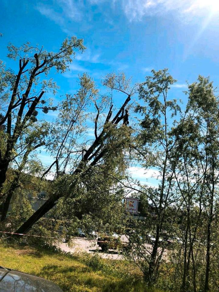 Baumfällung, Baumkletterer, Problemfällung, Baum Abtragen in Peißenberg