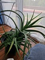 Große Aloevera Pflanze 6 Jahre alt Mülheim - Köln Flittard Vorschau