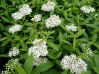 Spiraea/Spierstrauch Albiflora,Anthony Waterer,Princess Nordrhein-Westfalen - Düren Vorschau