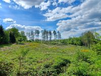 Waldflächen in Nümbrecht Nordrhein-Westfalen - Nümbrecht Vorschau