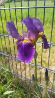 ich SUCHE Schnittblumen Iris Schwertlilien Bart-Iris Pflanzen Sachsen-Anhalt - Magdeburg Vorschau