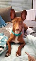 BOLT Podenco Maneto Rüde Tierschutz Hund Niedersachsen - Norden Vorschau