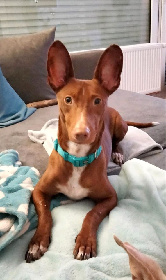 BOLT Podenco Maneto Rüde Tierschutz Hund in Norden