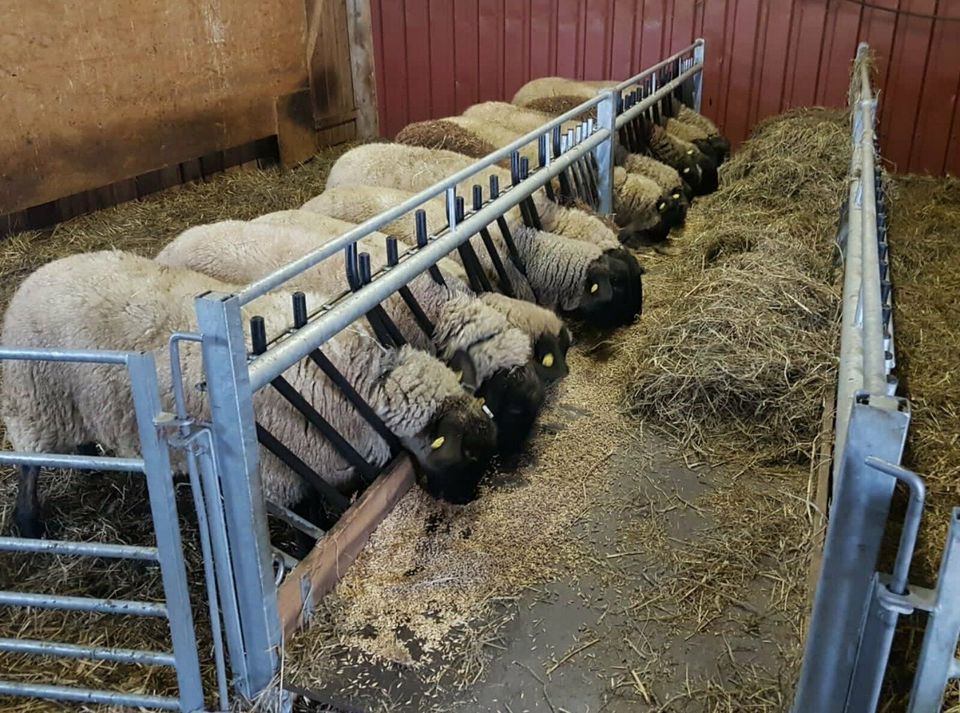 Futtertischgang - Raufe für Schafe Lämmer Suffolk Texel Silo Heu in Trendelburg