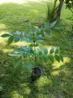 1  junge Esche - Bäumchen  ca 90 cm, sehr schön gewachsen Bayern - Winzer Vorschau