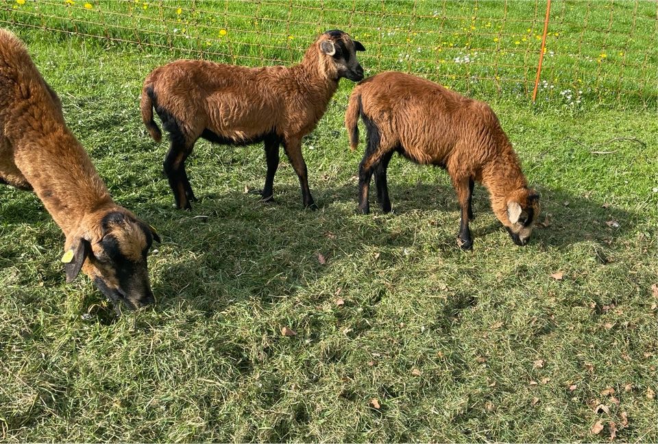 Junge Barbados Black Belly Böcke Schafe in Tapfheim