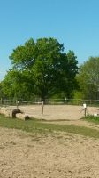 Plätze in kleinem ruhigen Offenstall frei, Offenstallplatz Baden-Württemberg - Karlsbad Vorschau