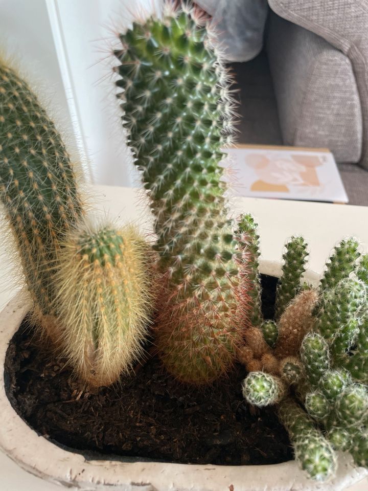 Kakteen/ Kaktus im Topf in Güglingen