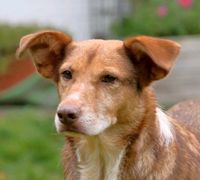 KURTI Golden Retriever Podenco Mischling Tierschutz Hund Rüde Niedersachsen - Buchholz in der Nordheide Vorschau