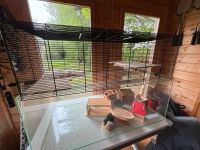 Hamster Käfig Terrarium - 1 Woche benutzt! Wie neu Bielefeld - Milse Vorschau