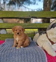 Nova Scotia Duck Tolling Retriever Welpen mit Ahnentafel Sachsen-Anhalt - Eckartsberga Vorschau