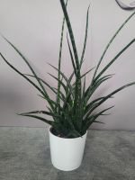 Sansevieria Fernwood Punk (Bogenhanf) mit Übertopf Nordrhein-Westfalen - Kaarst Vorschau