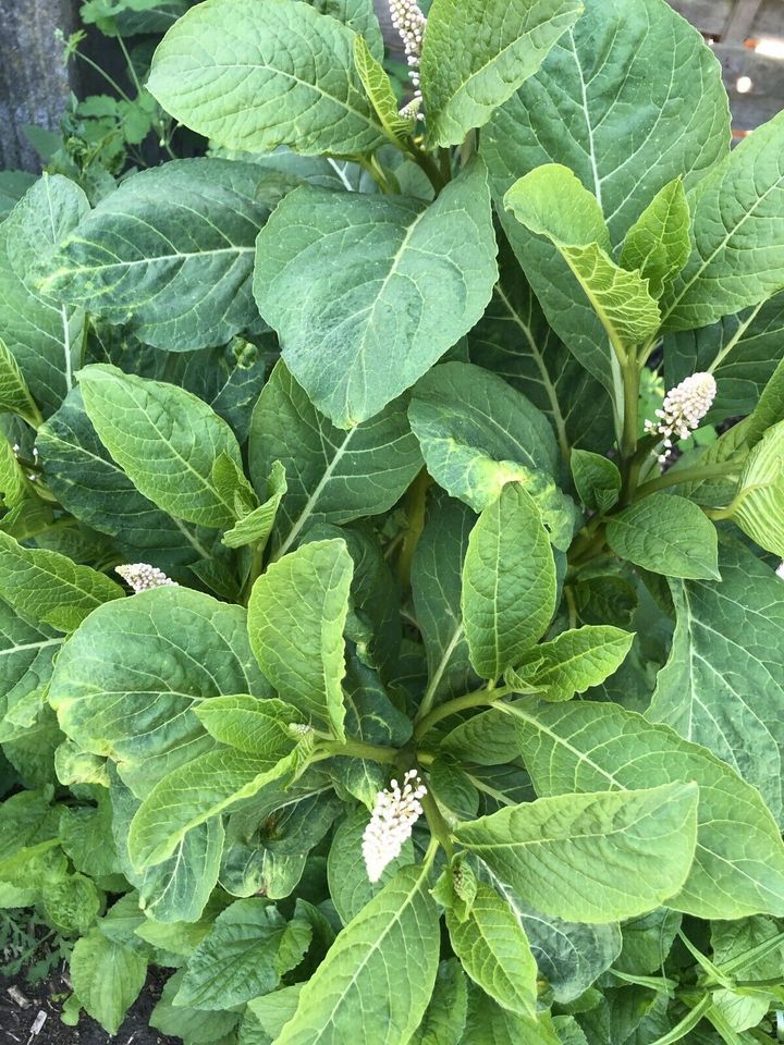 Kermesbeeren asiatisch  ab 1m hoch 7€ in Berlin