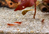 Aquarium Garnelen Red Fire 2 Garnelen für 1 Euro Köln - Porz Vorschau