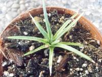 Agave albopilosa Baden-Württemberg - Rheinstetten Vorschau