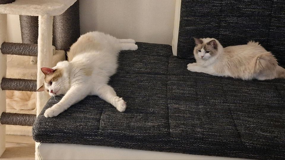 Reinrassige Ragdoll Katzen mit Stammbaum abzugeben in Salzgitter