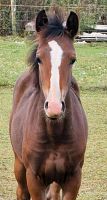 Deutsches Reitpony, Fohlen Parchim - Landkreis - Lübz Vorschau