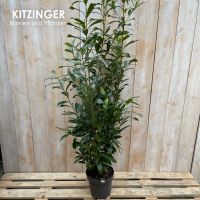 Sale %Kirschlorbeer XXL/Prunus Novita/ Heckenpflanze/190-200cm Hessen - Rodenbach Vorschau
