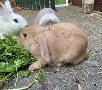 Kaninchen Zwergkaninchen Zwergwidder Rammler 1 Jahr Niedersachsen - Weyhe Vorschau