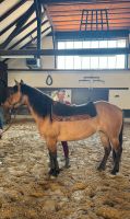 Wunderschöne Quarter Horse Stute Bayern - Hafenlohr Vorschau