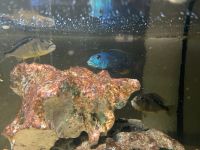 Aristochromis Christyi Malawi Räuber Barsche Bayern - Priesendorf Vorschau