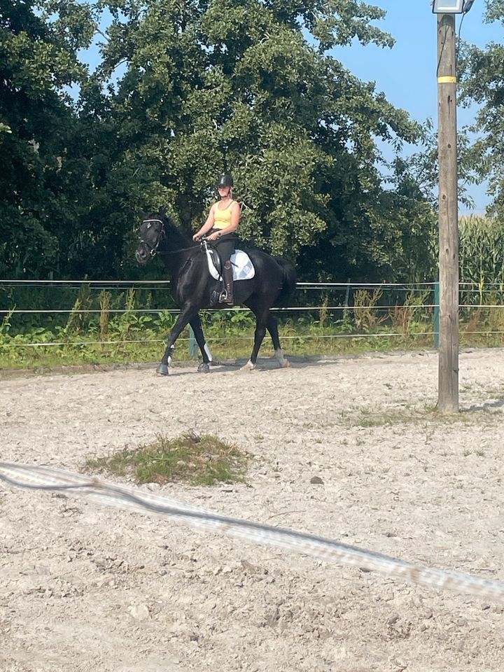 Schöner Rapp Wallach 20J in Großheide