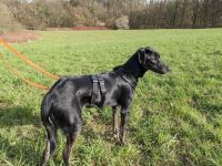 Wir suchen eine eingezäunte Wiese/Garten Nordrhein-Westfalen - Velbert Vorschau