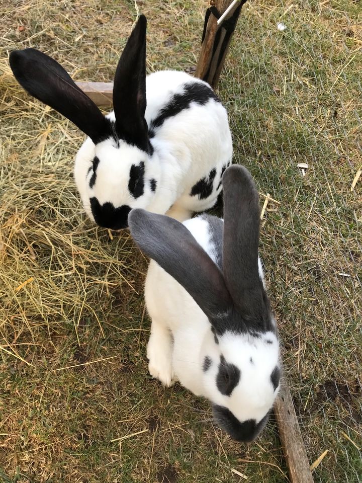 Heu Kleintiere Hasen Kaninchen Futter in Herrieden