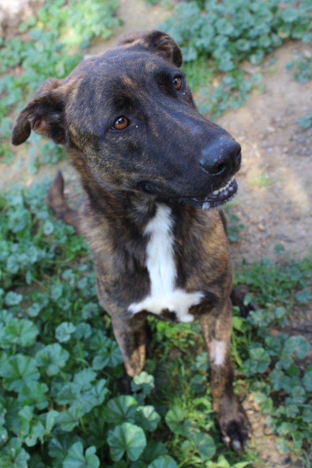 Zeus Mix Rüde in Neunkirchen