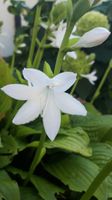 Lilien - Funkie duftend  - Hosta plantaginea 'Grandiflora' Sachsen - Hainichen Vorschau