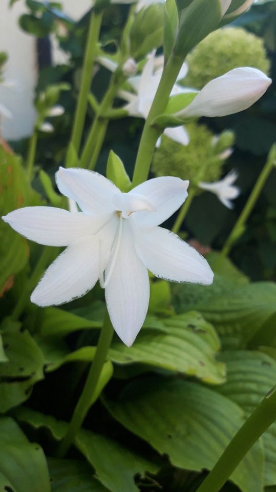 Lilien - Funkie duftend  - Hosta plantaginea 'Grandiflora' in Hainichen