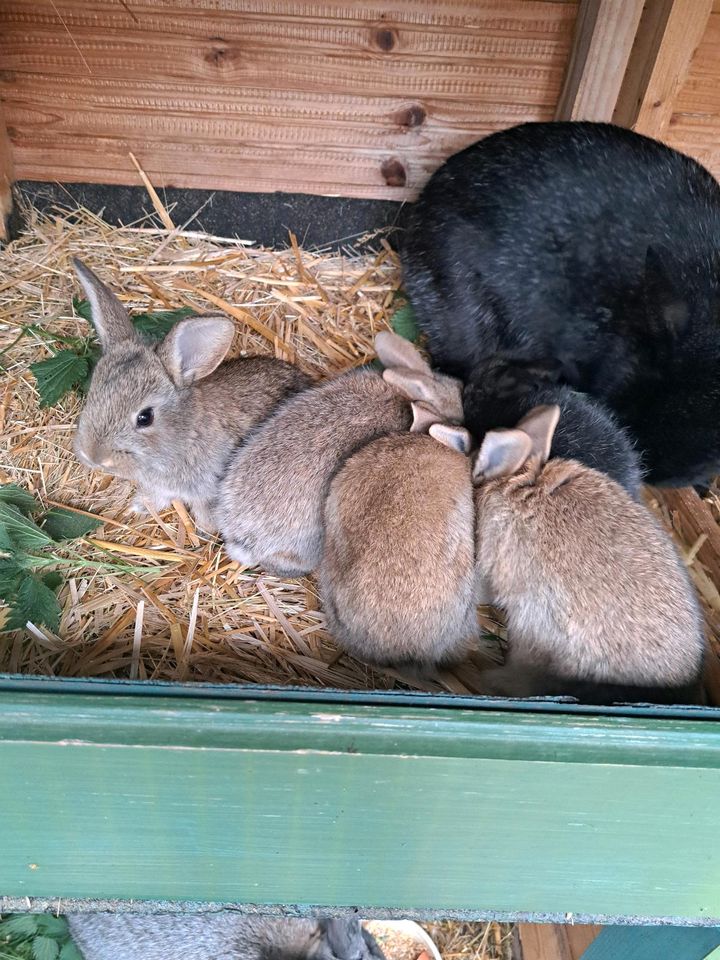 Kaninchenbabys in Lohsa
