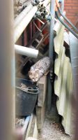 Bengalkatze gefunden Niedersachsen - Emden Vorschau