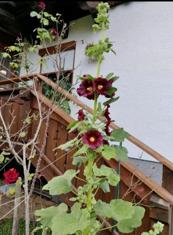 Stockrose Samen in Bad Reichenhall