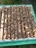 Bienen Bienenableger Bienenkönigin Niedersachsen - Gehrden Vorschau