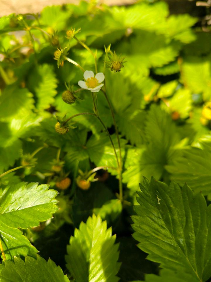 Walderdbeeren Pflanzen zu tauschen in Mannheim