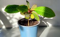 Spuckpalme – Madagascar-Juwel – Euphorbia leuconeura Berlin - Pankow Vorschau