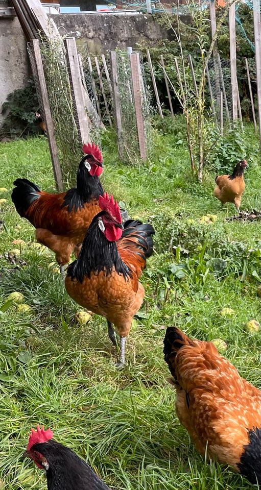 Reinrassiger Vorwerk Zuchthahn Hühner einjährig in Bergenhusen