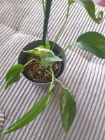 epipremnum pinnatum variegata 2 Jungpflanze voll bewurzelt Berlin - Hellersdorf Vorschau
